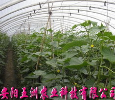 無支柱大棚骨架機 現代高效農業(yè)溫室的強力支撐